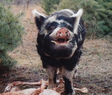 feral-pig.jpg