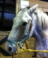 Lundberg-Grouchy-Mare