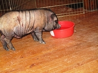 pig1.JPG
