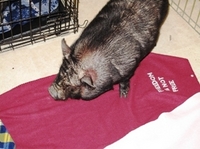 pig2.JPG