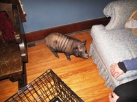 pig3.JPG