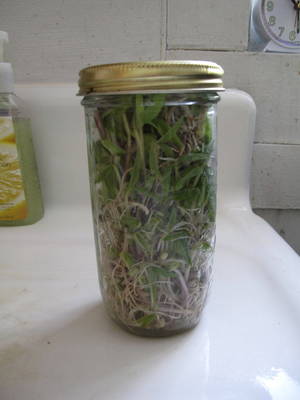 sprout-jar.jpg