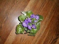 violet-300x225.jpg