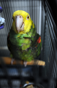 102110_ABUSED_PARROT_1-1_LO-thumb-200x305-59855.jpg