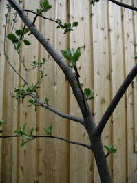 Apple_Tree_Leaves.jpg