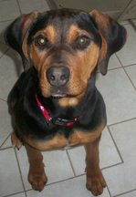 Thumbnail image for BELLA-DOG.JPG