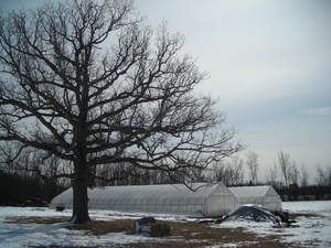 Borden-hoophousesinsnowatsunseedfarm