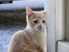 Study a Cat’s Brain