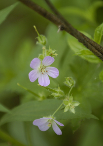 FLOWER.JPG