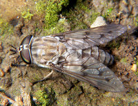 Lundberg-Horse-Fly