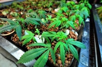 Thumbnail image for Thumbnail image for Hydro_Med_medical_marijuana_1.jpg