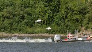 Silver-carp-jumping.jpg