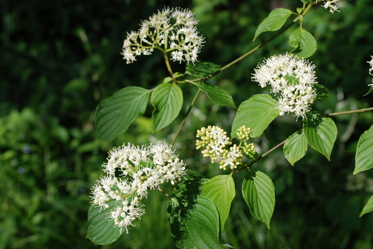 alternate_leaf_dogwood_flower.jpg