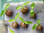 MillaAntPlantSeedlings.jpg