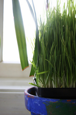 artotemcatgrass.jpg