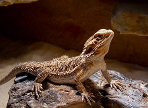 bearded dragon with dog