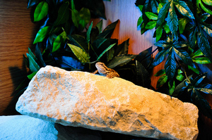 Alexander-March-2011-BeardedDragonBasking.jpg