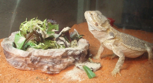 Alexander-March-2011-BeardedDragonGreens.jpg