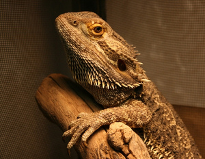 Alexander-March-2011-BeardedDragon2.jpg