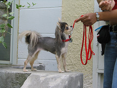 dogtrainingadria.richards.jpg