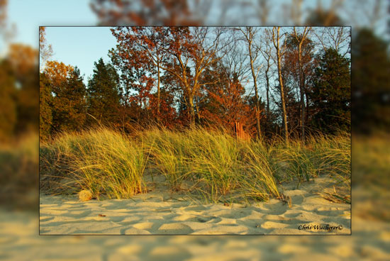 dune-grass-sanity550framed.jpg