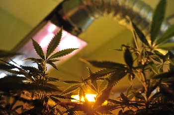 medical_marijuana_file_photo_2011.jpg