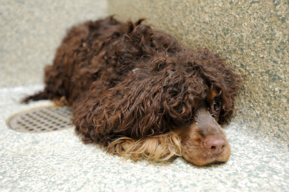 040711-AJC-cocker-spaniels-abandoned-salem-township-01.JPG