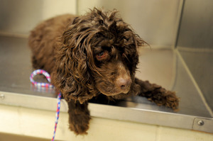 040711-AJC-cocker-spaniels-abandoned-salem-township-02.JPG