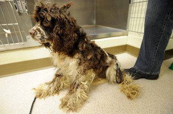 040711-AJC-cocker-spaniels-abandoned-salem-township-03.JPG