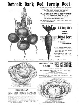 DMFerry.1894SeedAnnual.BeetandCabbage.jpg