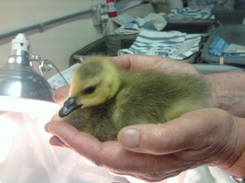 Gosling5-10.JPG