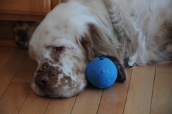 Jasper3ClumberspanielSaline.JPG