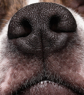 MarkWatsondognose.jpg