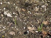 Test_your_soil.jpg