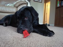 baci1.5dexter.jpg