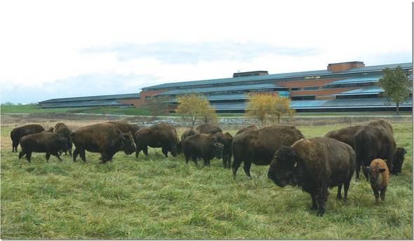 bison.jpg