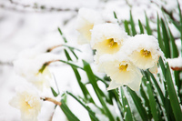 daffodils_snow_flickr.jpg