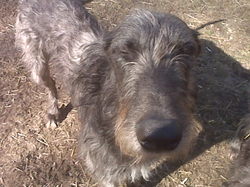 deerhound1.jpg