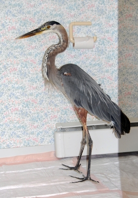 heron_3.JPG