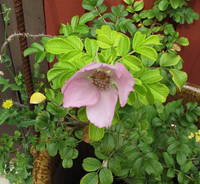rugosa.jpg