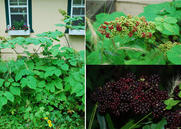 spikenard_aralia_racemosa.jpg