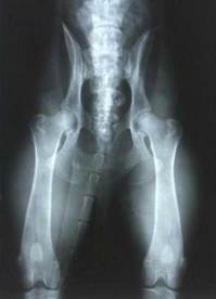 xray.jpg