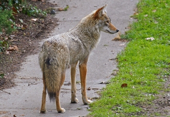 051811_urban_coyote.JPG