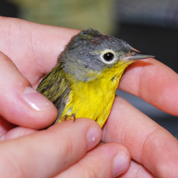 053011_nashville_warbler_bird_center_injured.jpg