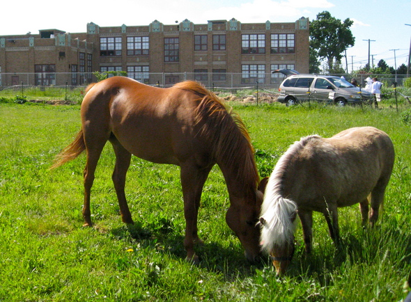 Bayer.CFAhorses.May2011.JPG