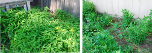 Before_and_after.jpg