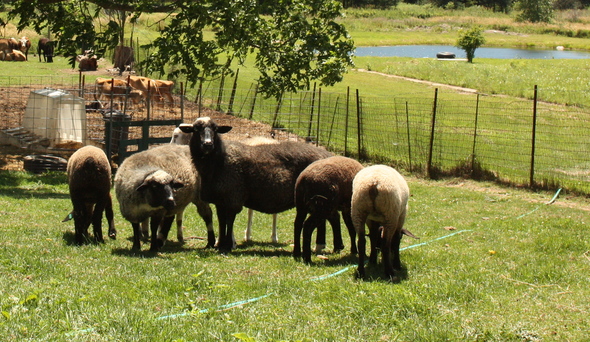 OldPineFarm.Sheep.JPG