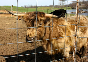 OldPineFarm.Shelly.JPG