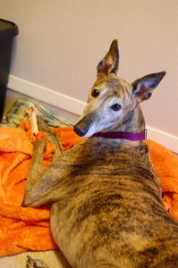 Viewoftheworlddogchew.jpg