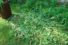Woodland_sunflower_carcasses_litter_the_lawn.JPG